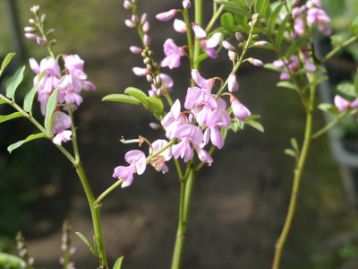 オーストラル　インディゴ　Indigofera australis 花