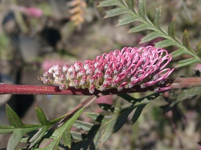 �v�[�����_�s�[�^�[�@��