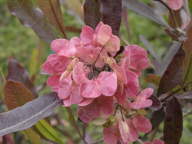 ホップブッシュプルプレア　花