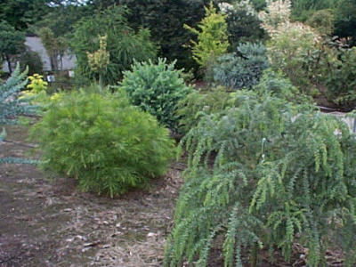 �w�A���[���g��