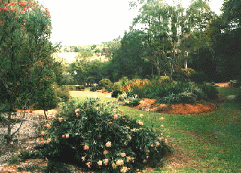 ブリスベーンのナーセリーの庭１　左手前グレヴィレア　左ボトルブラシ（カリステモン）　右奥高木ユーカリの白い幹センターカンガルーポー