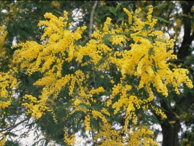 �~���U�@Acacia dealbata