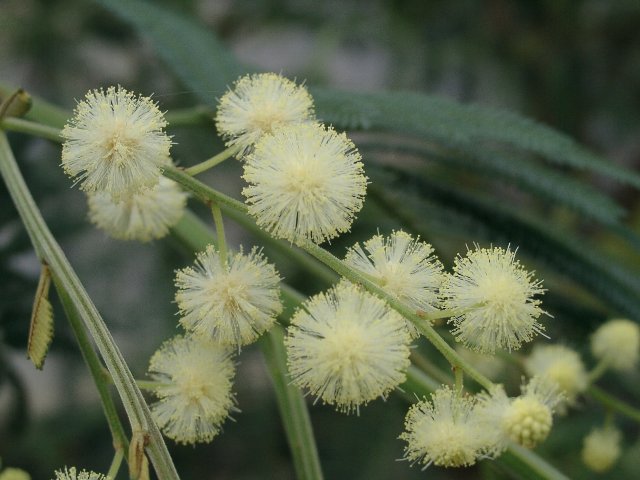 モリシマアカシア　花