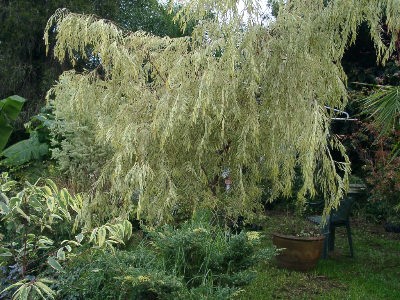 �X���[�Y�h�o�[�N�A�b�v�� ����