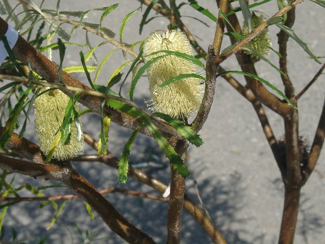 シルバーバンクシア　花