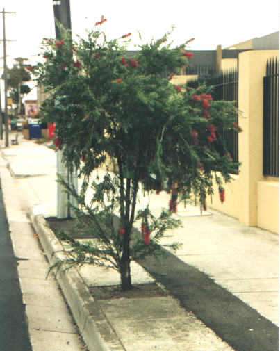 メルボルン郊外の住宅街　ドーソンリバー　街路樹