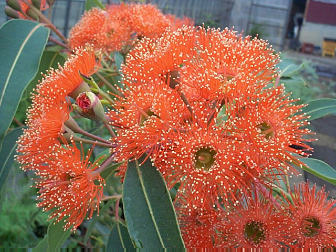 �t�����[�K���I�����W�@��