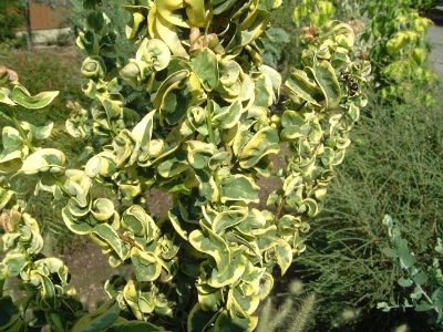 �V�[�o�[���[�v