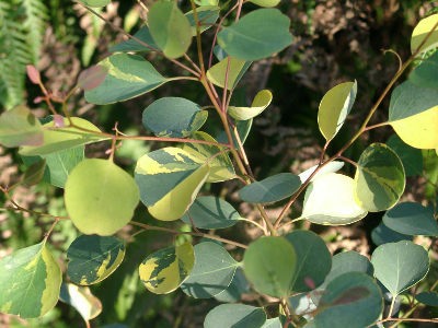 �V���K�[�K��(E. cladocalyx)�@���փ^�C�v