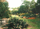 ブリスベーンのナーセリーの庭１　左手前グレヴィレア