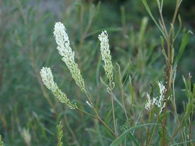 �O�����B���A�@�r�t�H���~�X