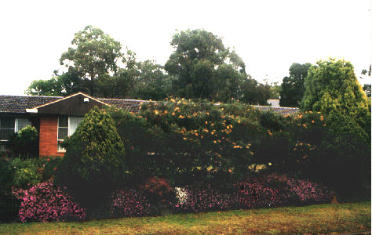 シドニーの庭1