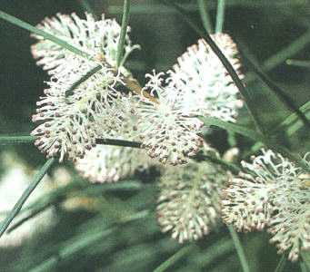 �X�C�[�g�Z���e�b�h�@�n�P�A��