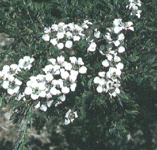 �E�[���[�e�B�[�c���[�@��