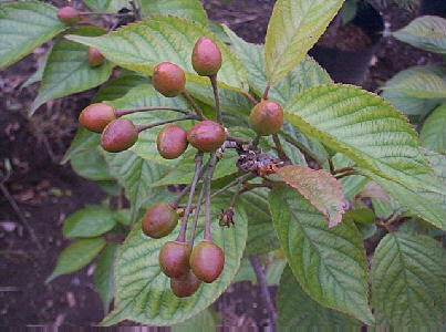 �T�N�����{�@��