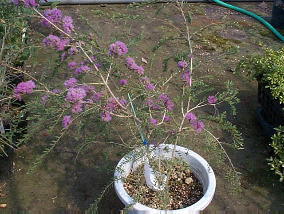 �p���@�^�C���n�j�[�}�[�^���@�w���@�������E�J�@�e�B�~�t�H���A